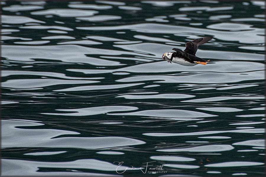 Puffin with Dinner Photograph by Erika Fawcett