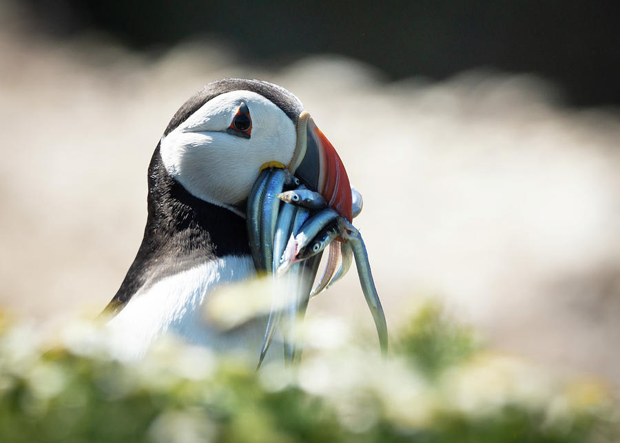 Puffin with Eels Photograph by Framing Places