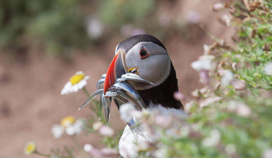 Puffin With Sand Eels Photograph by Pete Walkden