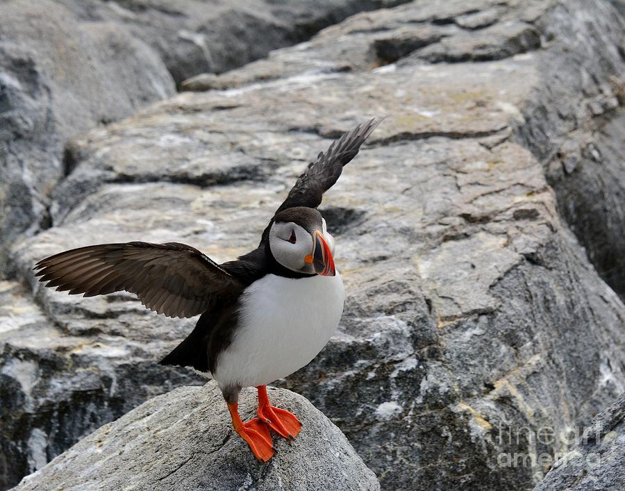 Puffin with Wings Photograph by Steve Brown