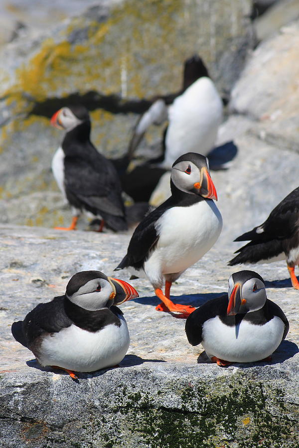 Puffins at Rest Photograph by John Burk
