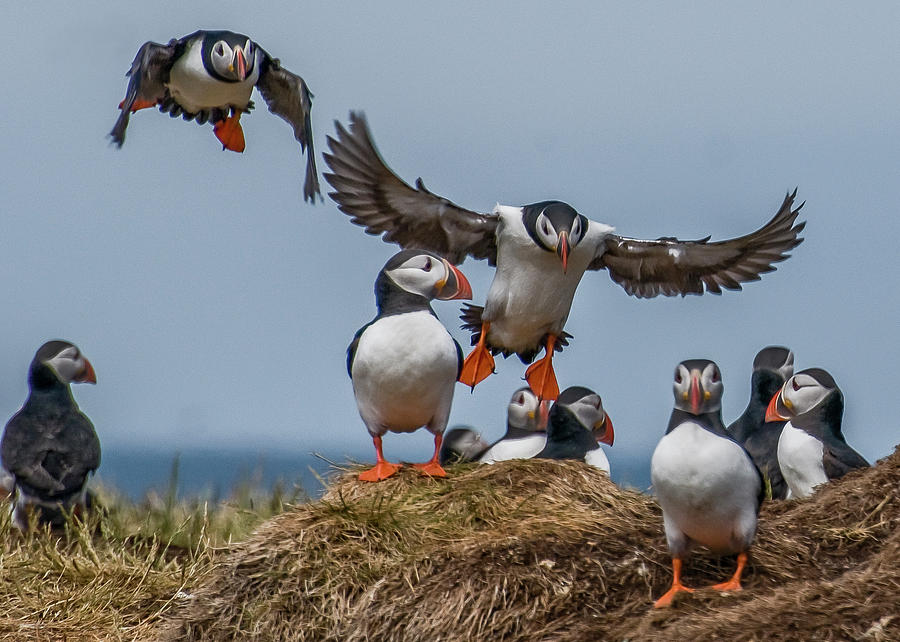 Puffins Photograph by Brian Tarr