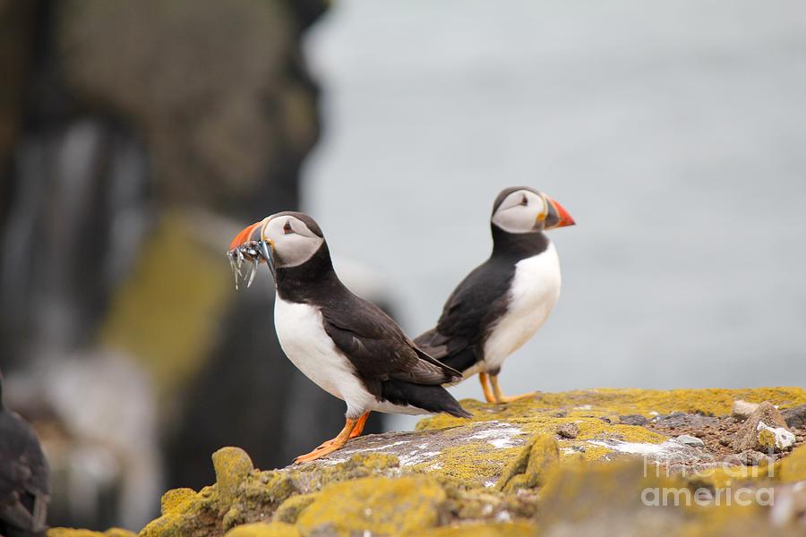 Puffins Photograph by David Grant