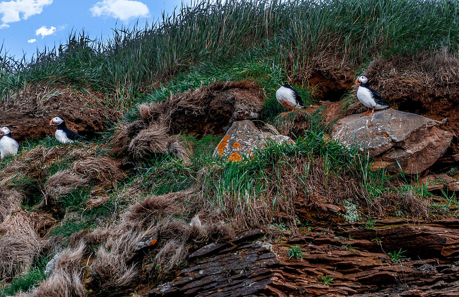 Puffins nesting Photograph by Patrick Boening