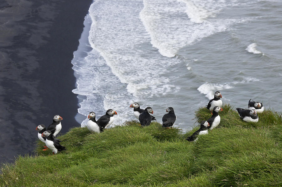Puffins On The Edge Photograph by Michele Burgess