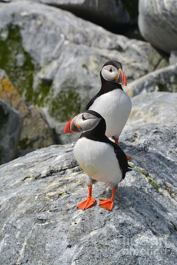 Puffins Photograph by Steve Brown