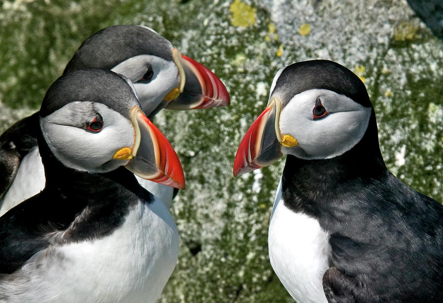 Puffins Photograph - Puffins together by Ralph Fahringer