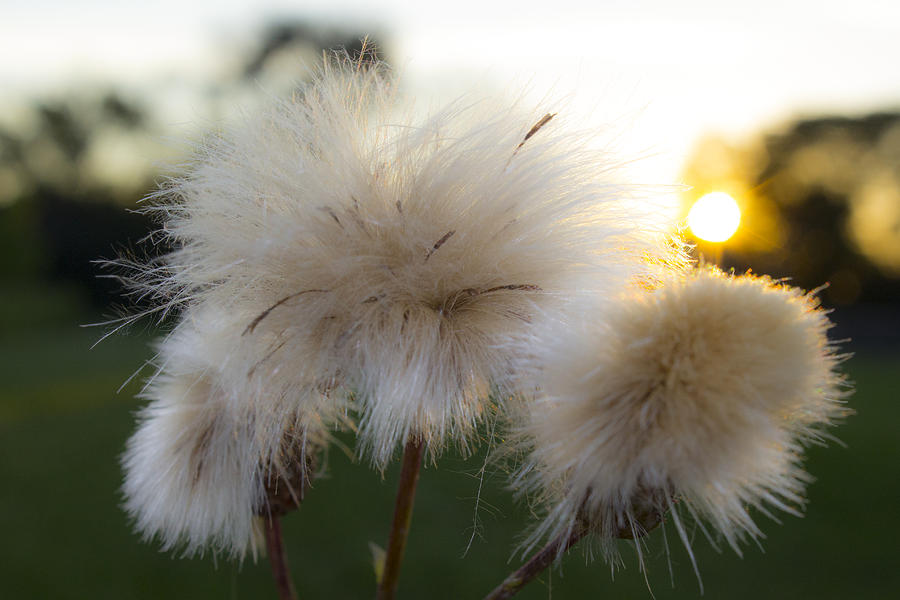 Sunset Photograph - Puffy Flowers by Tracey Rees