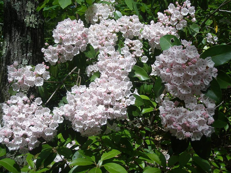 Puffy Mountain Laurel Photograph by Christine Doyle - Fine Art America