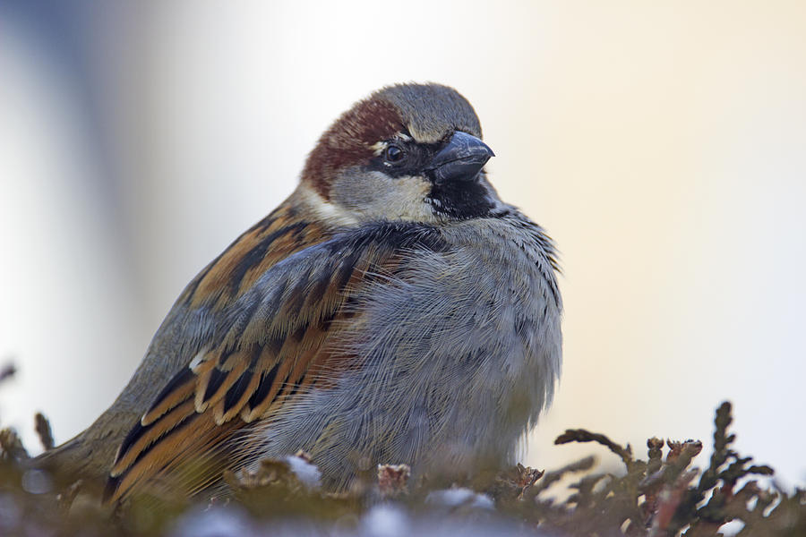 Sparrow Photograph - Puffy Perch - House Sparrow - Passer domesticus by Spencer Bush