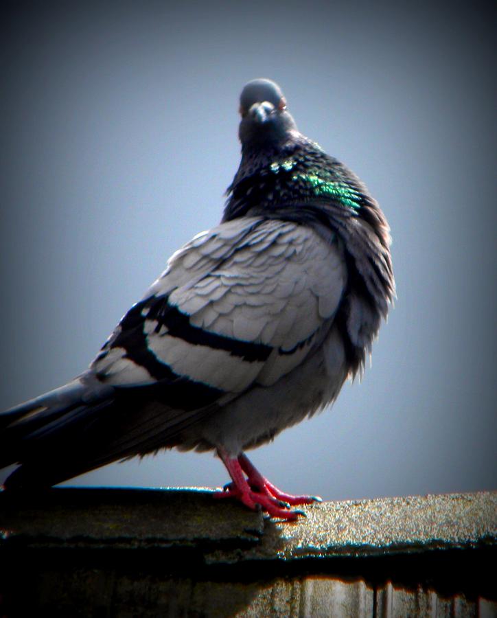Puffy Pigeon Photograph by Amanda Eberly