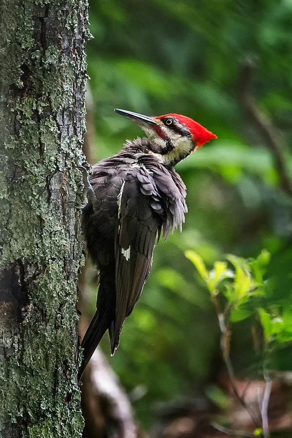 Bird Photograph - Puffy Pileated Woodpecker by Bill Wakeley