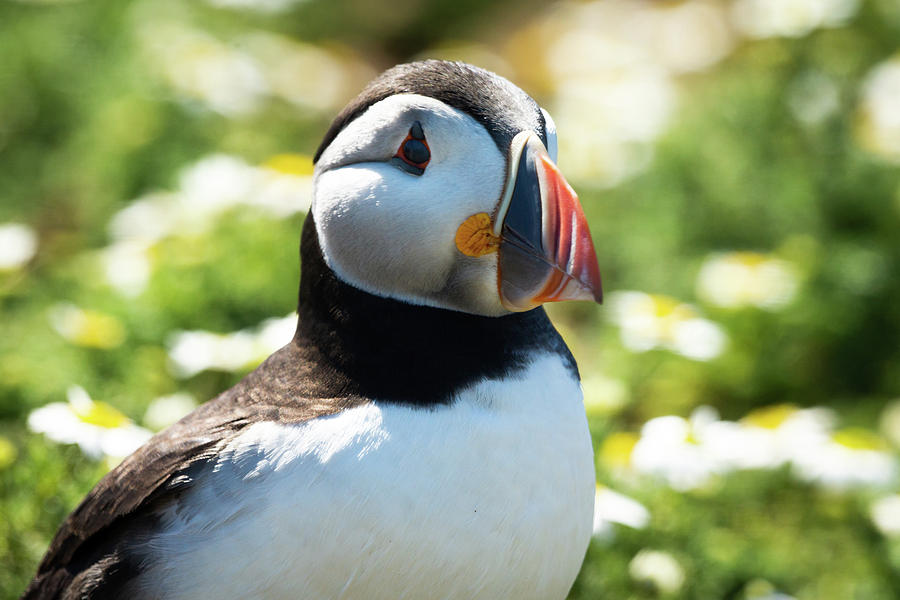 Puffy Puffin Photograph by Framing Places