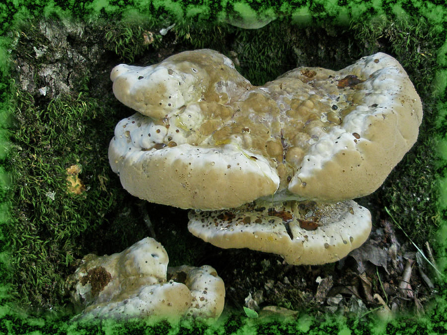 Puffy Shelf Fungi With Moss Photograph by Carol Senske