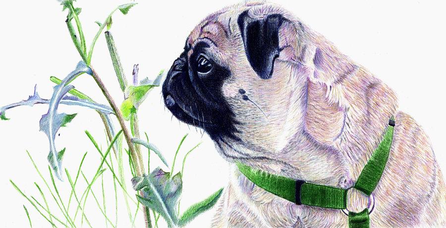 Pug Painting - Pug And Nature by Patricia Barmatz Pug Painting - Pug And Nature by Patricia Barmatz