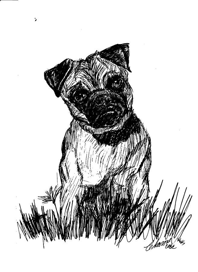 Pug Drawing by Charme Curtin