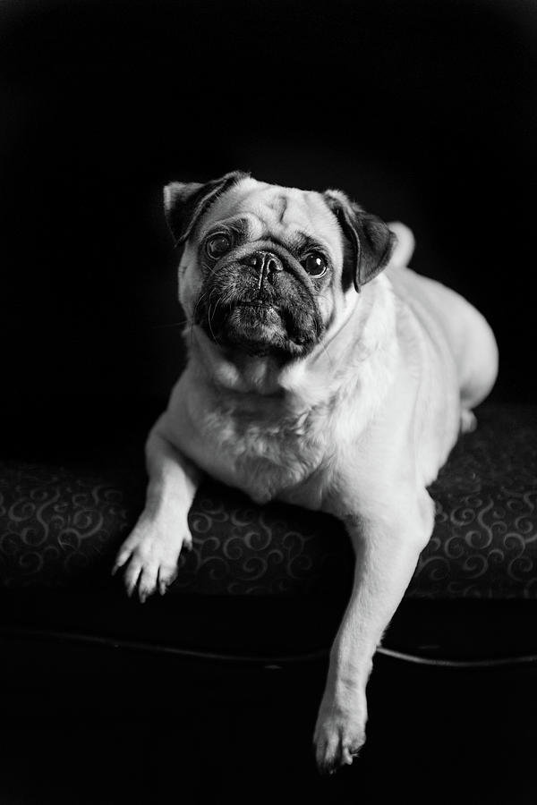 Pug Cute Photograph by Tammy Ray