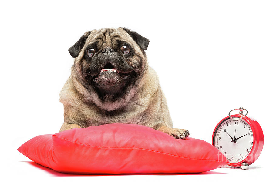 Pug dog laying on a red pillow with a clock. Photograph by Michal Bednarek