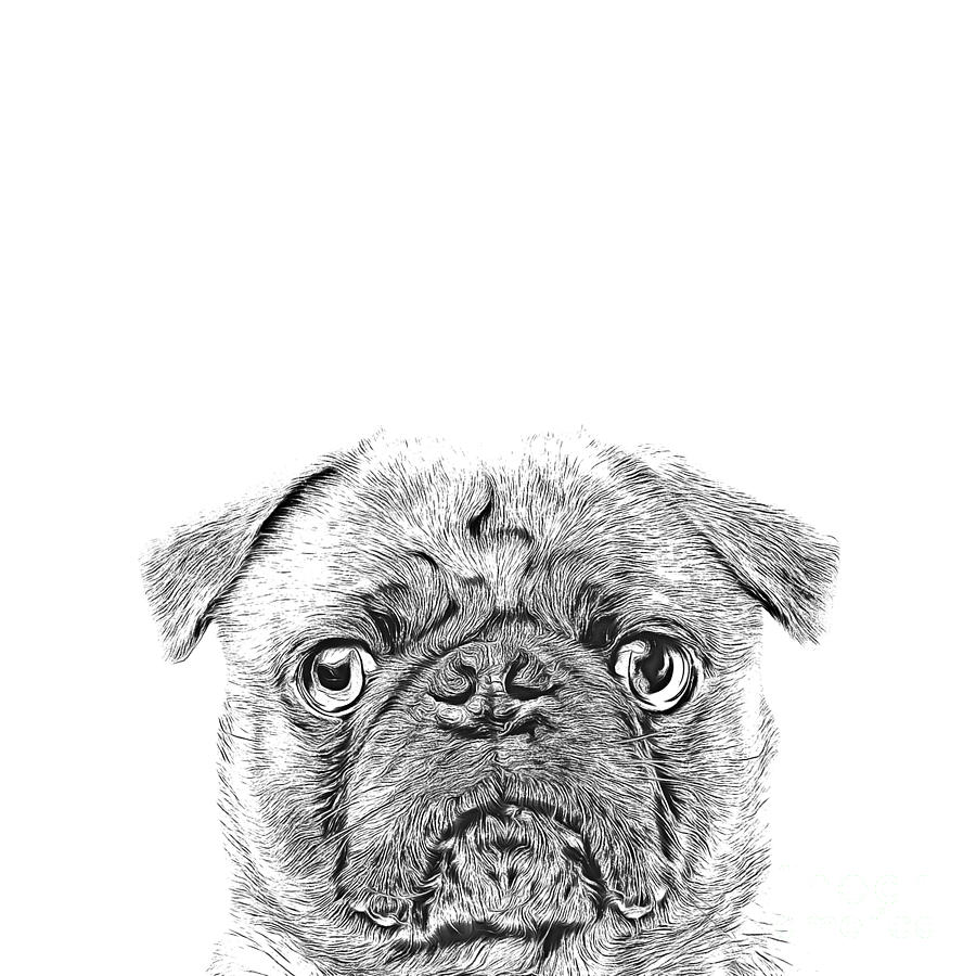 Pug Digital Art - Pug Dog Sketch by Edward Fielding