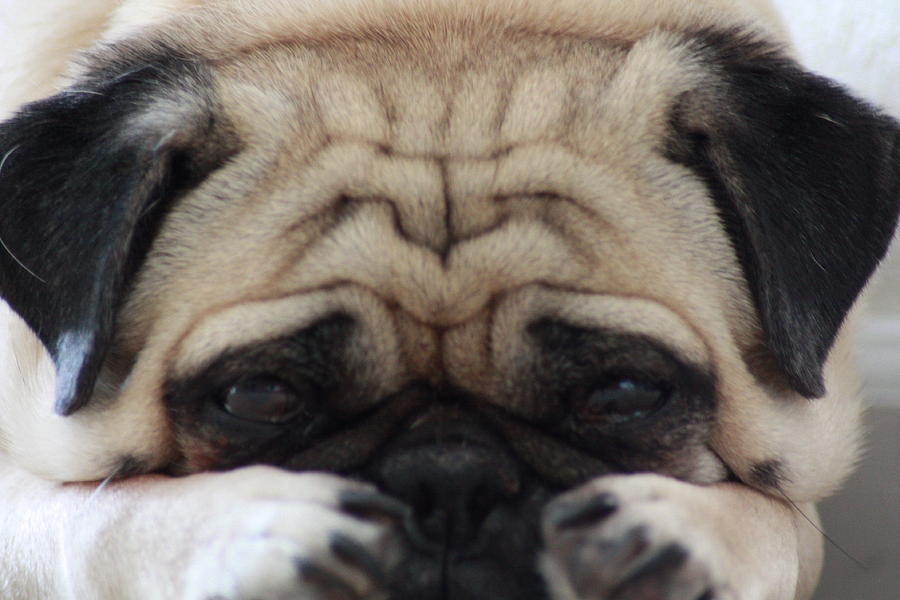 Pug Face Photograph by Michael Albright