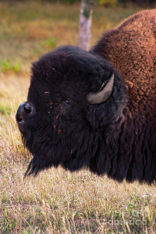 Pug-nosed Bison Photograph by Bob Phillips
