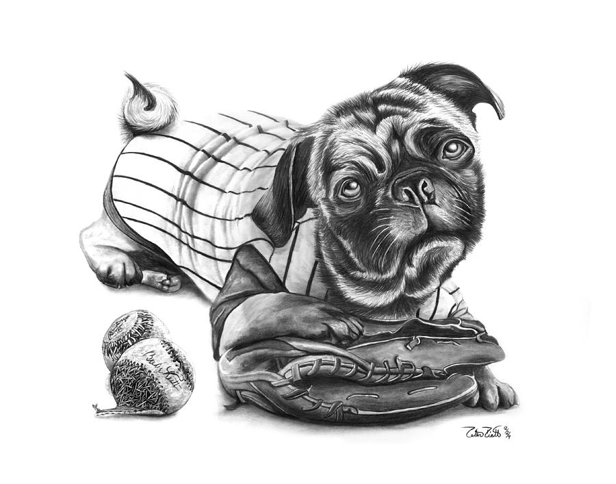 Babe Ruth Drawing - Pug Ruth  by Peter Piatt