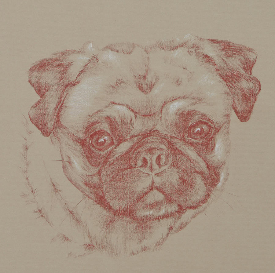 Pug Drawing - Pug Square by Wendy Booth Pug Drawing - Pug Square by Wendy Booth