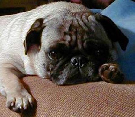 Pug with the Soulful Eyes Photograph by Terry Mulligan