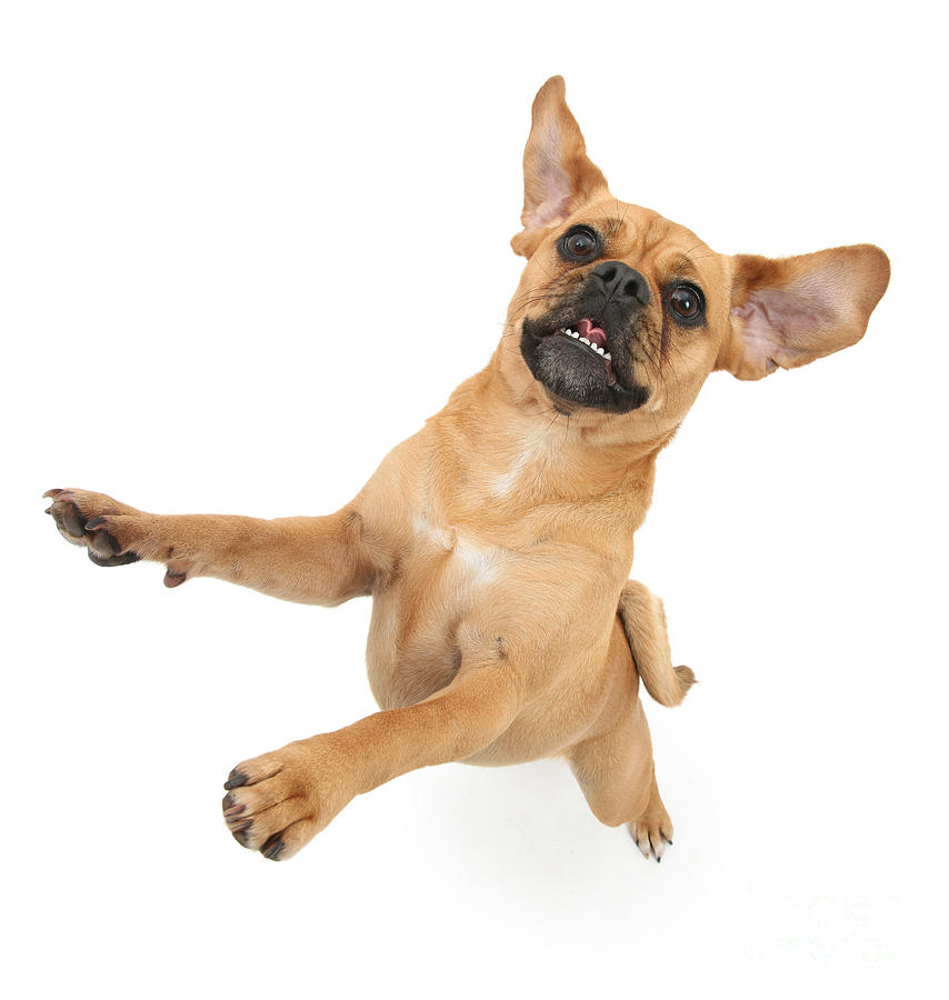 Puggle Bouncing Photograph by Warren Photographic