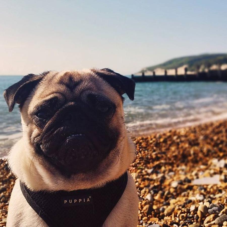 Beach Photograph - #puglife #pugsofinstagram #sunny by Natalie Anne