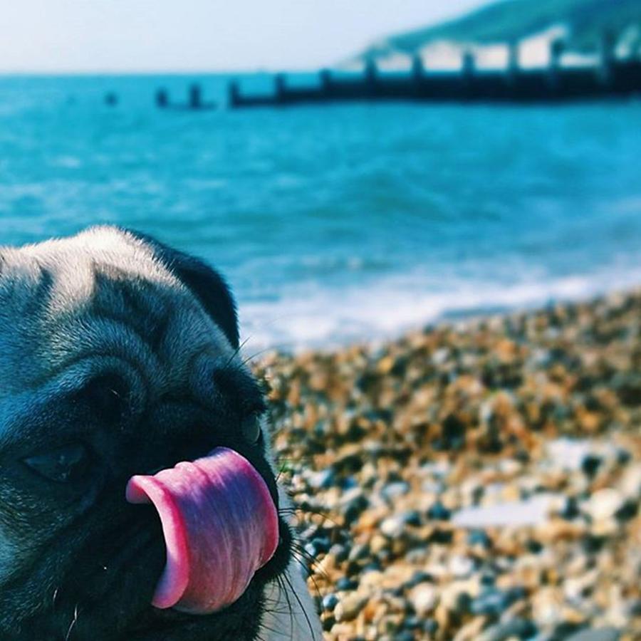 Beach Photograph - #pugsofinstagram #puglife #beachyhead by Natalie Anne