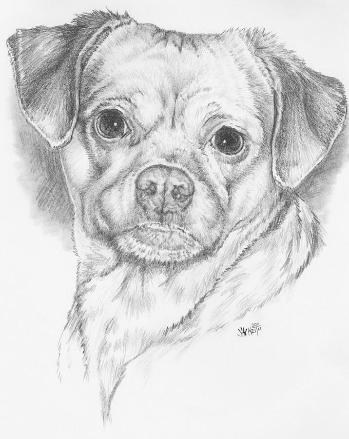 Dog Drawing - Pugwawa by Barbara Keith