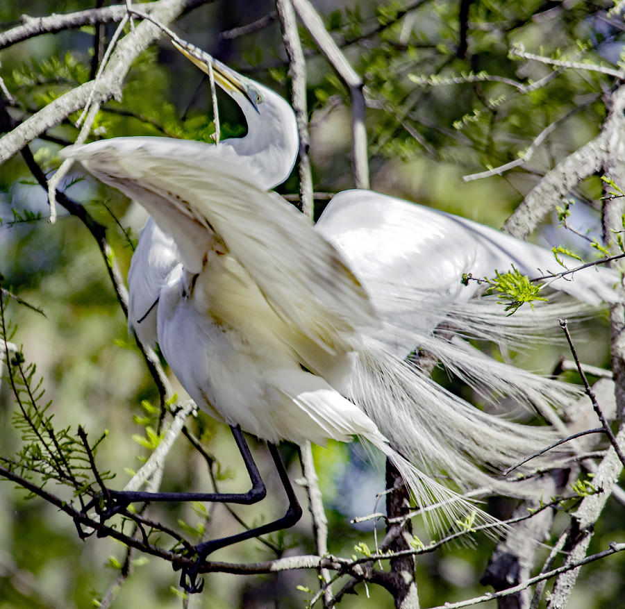 Pulling The Last Twig Photograph by Patricia Brock - Fine Art America