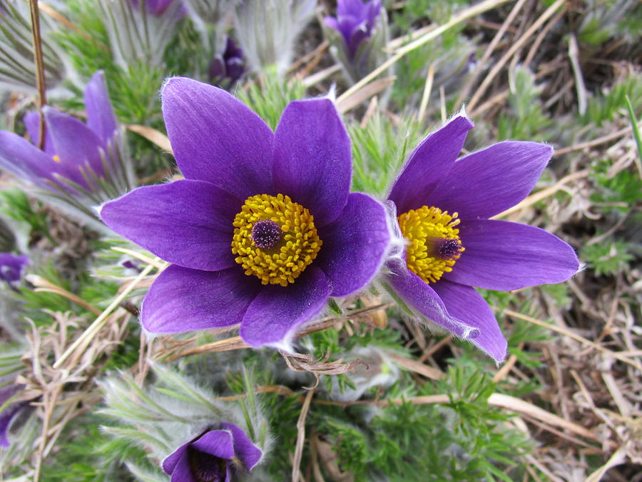 Pulsatilla Joy Photograph by Rosita Larsson - Fine Art America