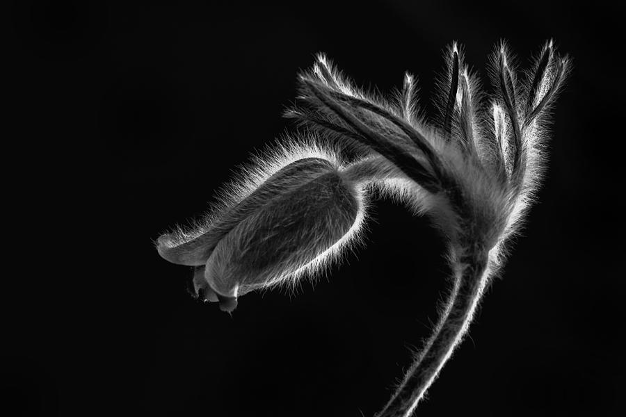 Flower Photograph - Pulsatilla by Szabo Zsolt Andras