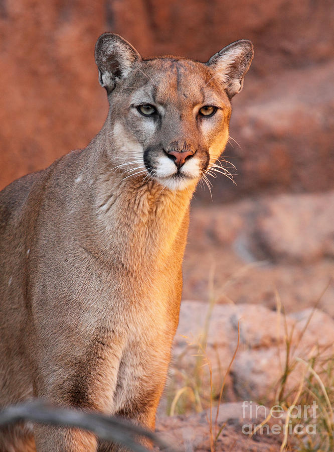 Puma At Sunset Photograph by Max Allen