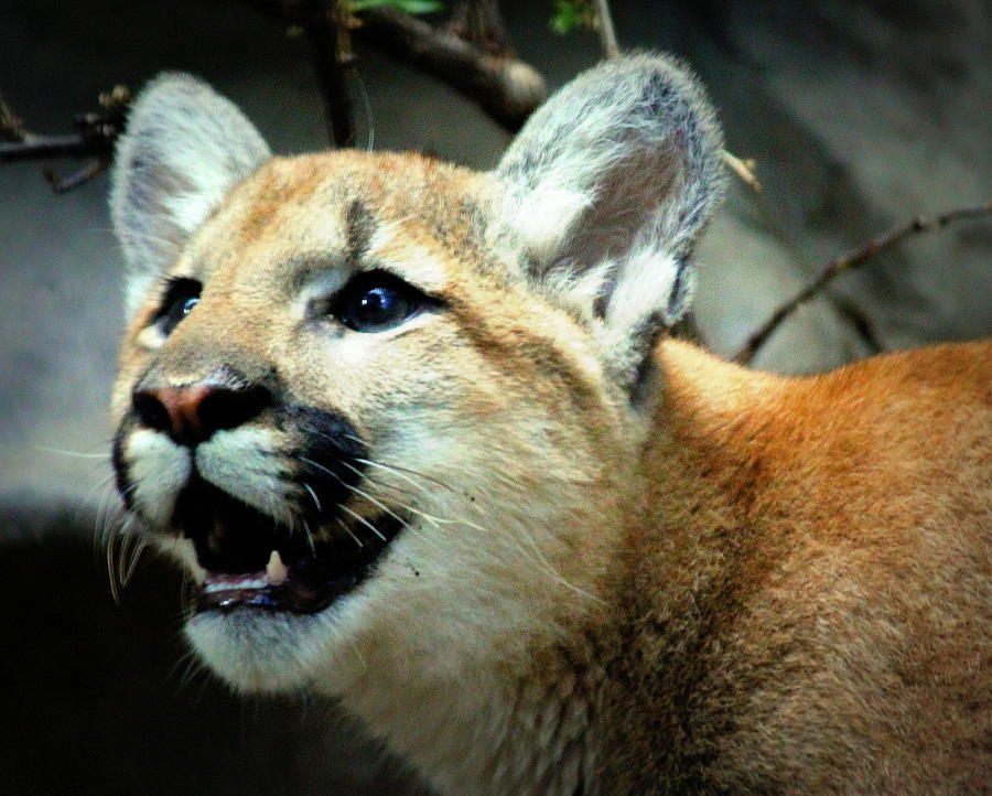 Puma Cub Photograph by John Olson