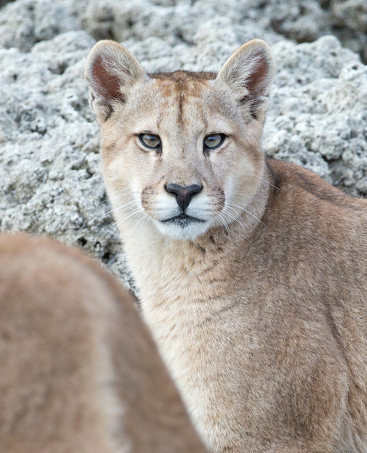Puma Cub Portrait Photograph by Max Waugh