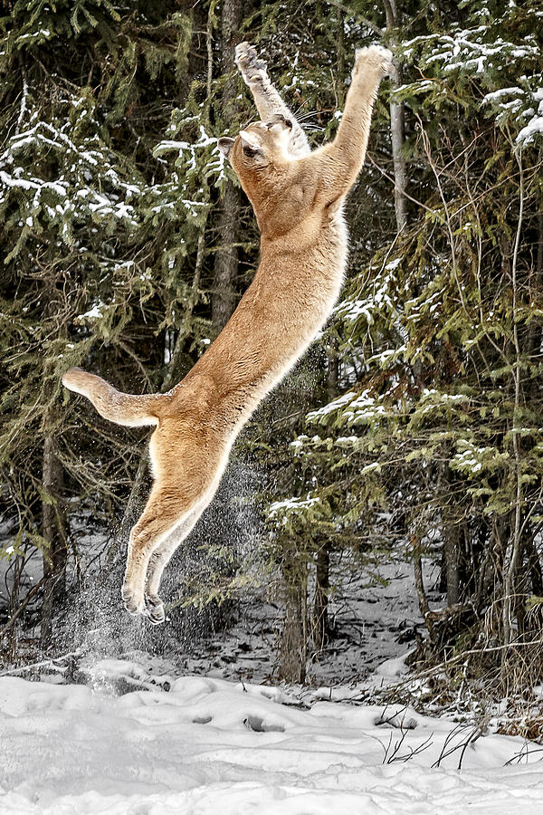 Puma High Jump Photograph by Wes and Dotty Weber