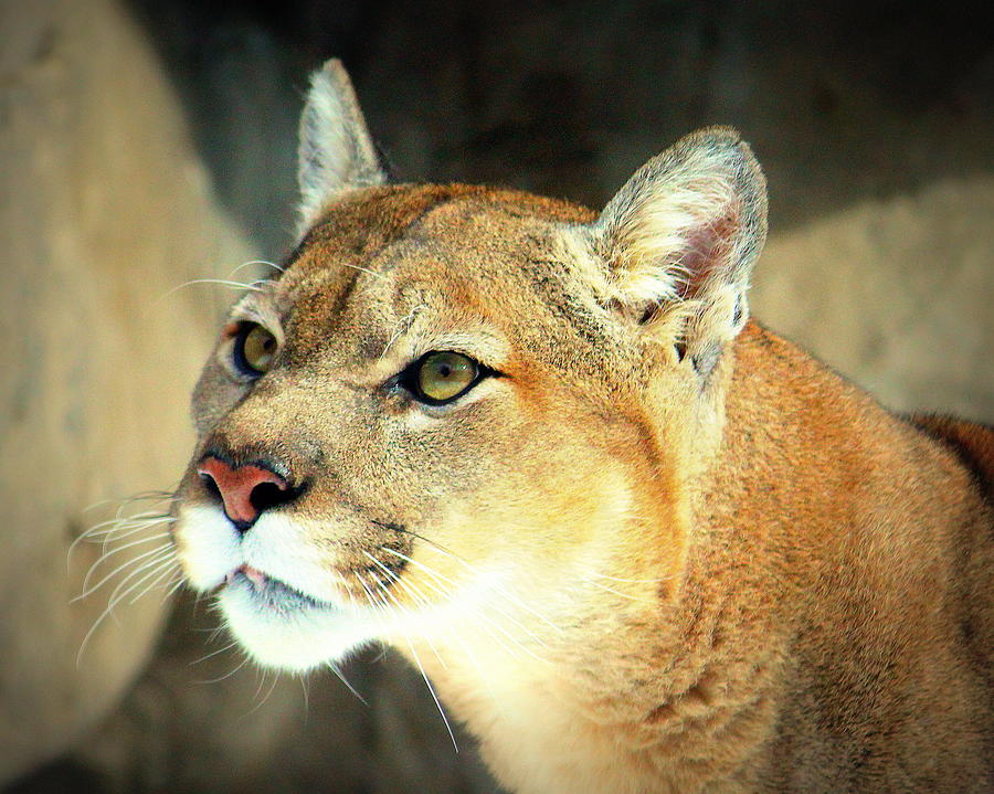 Puma Photograph by John Olson