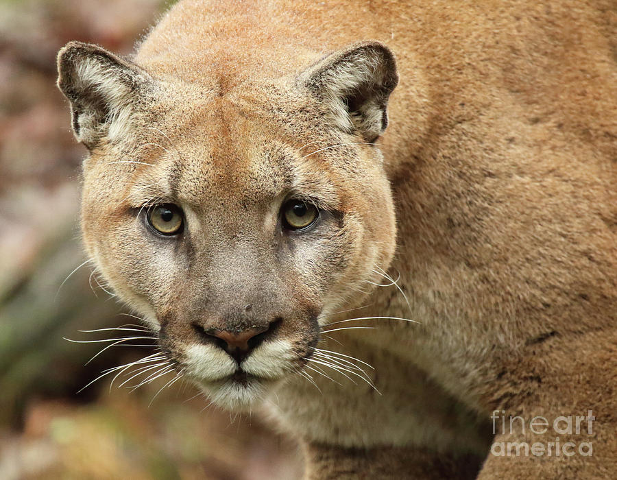 Puma Male Approaching Photograph by Max Allen