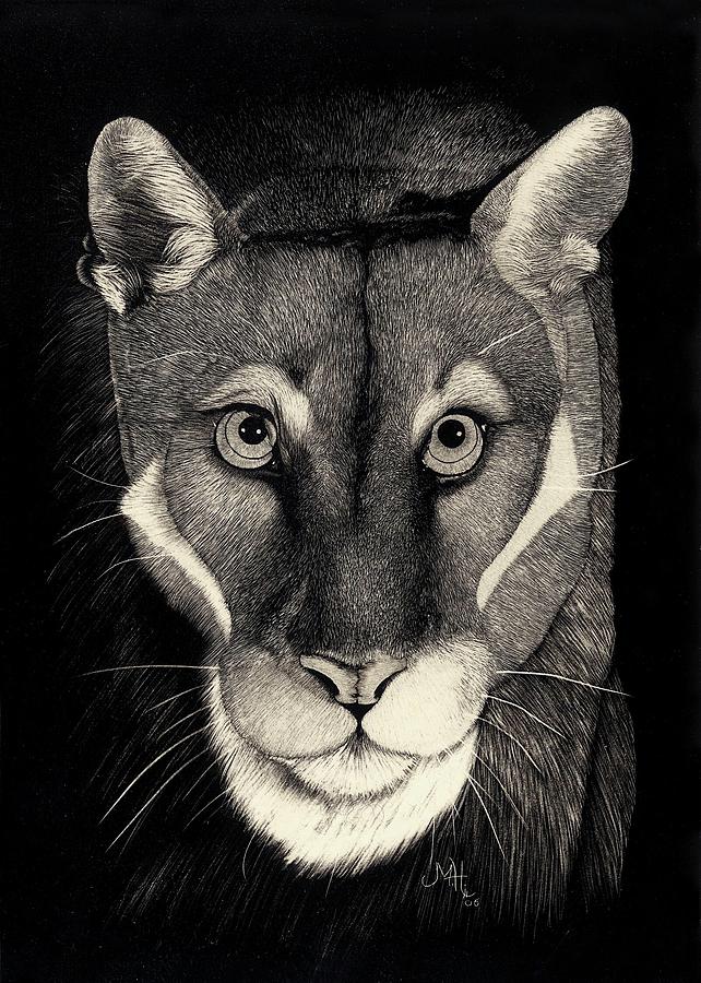 Puma Drawing by Mike Hinojosa | Fine Art America