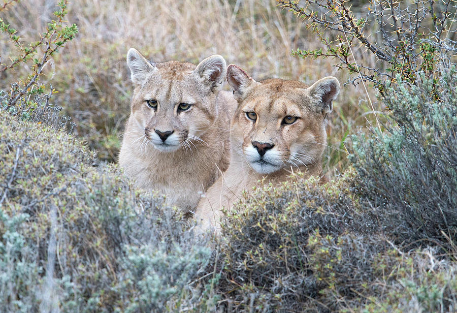 Puma Mom and Cub Photograph by Max Waugh