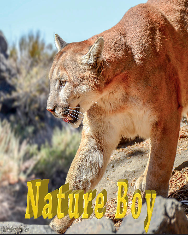 Puma Mountain Lion Nature Boy Photograph by LeeAnn ...