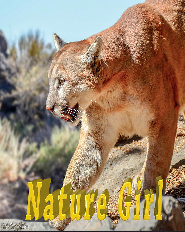 Wildlife Photograph - Puma Mountain Lion Nature Girl by LeeAnn McLaneGoetz McLaneGoetzStudioLLCcom