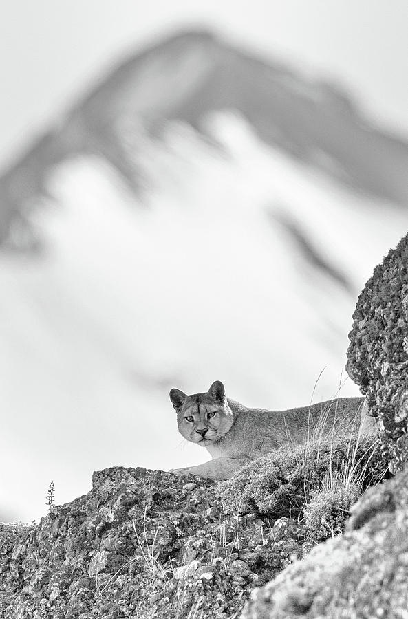 Puma Peak Photograph by Max Waugh