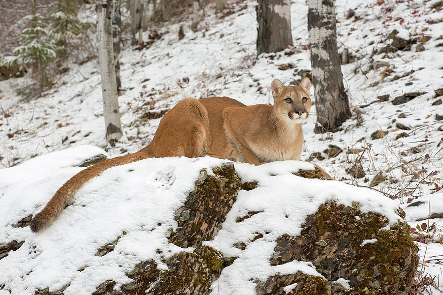 Puma Princess Photograph by Evelyn Harrison