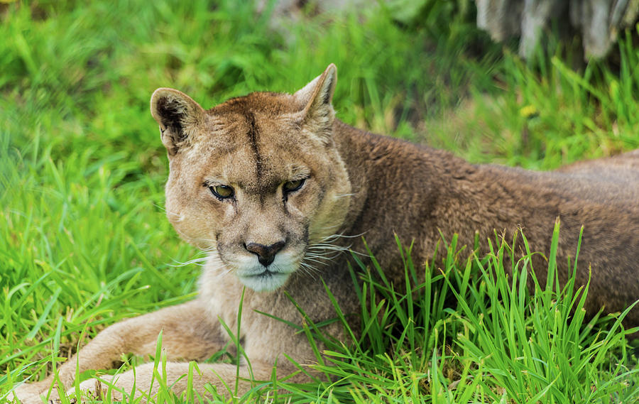 Puma Photograph by Robert Bolla