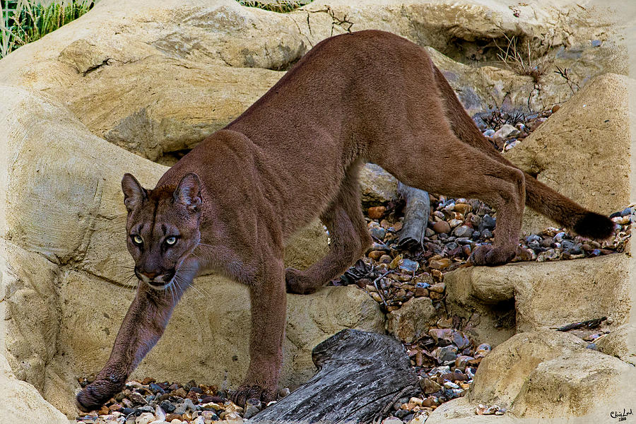 Puma Stalking Photograph by Chris Lord