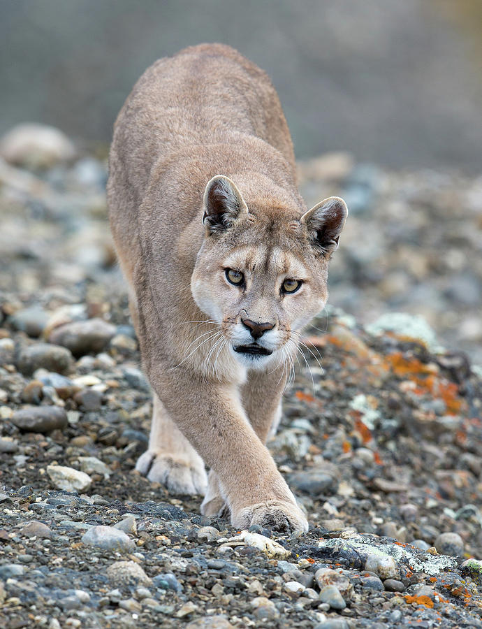 Puma Walk Photograph by Max Waugh